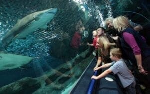 People looking at the aquarium looking at the shark