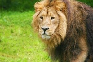 A lion in Chester zoo