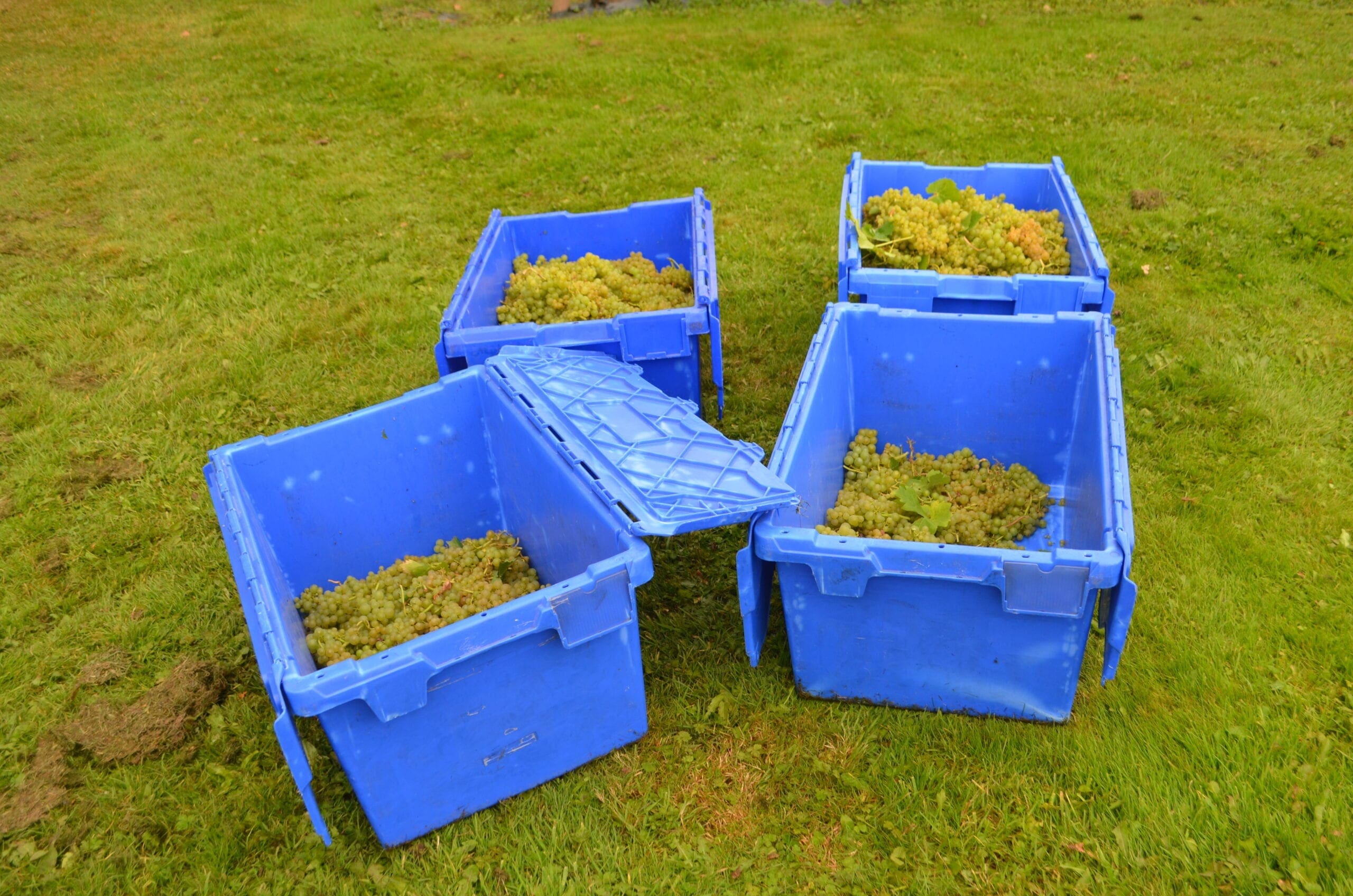 Grapes in buckets 