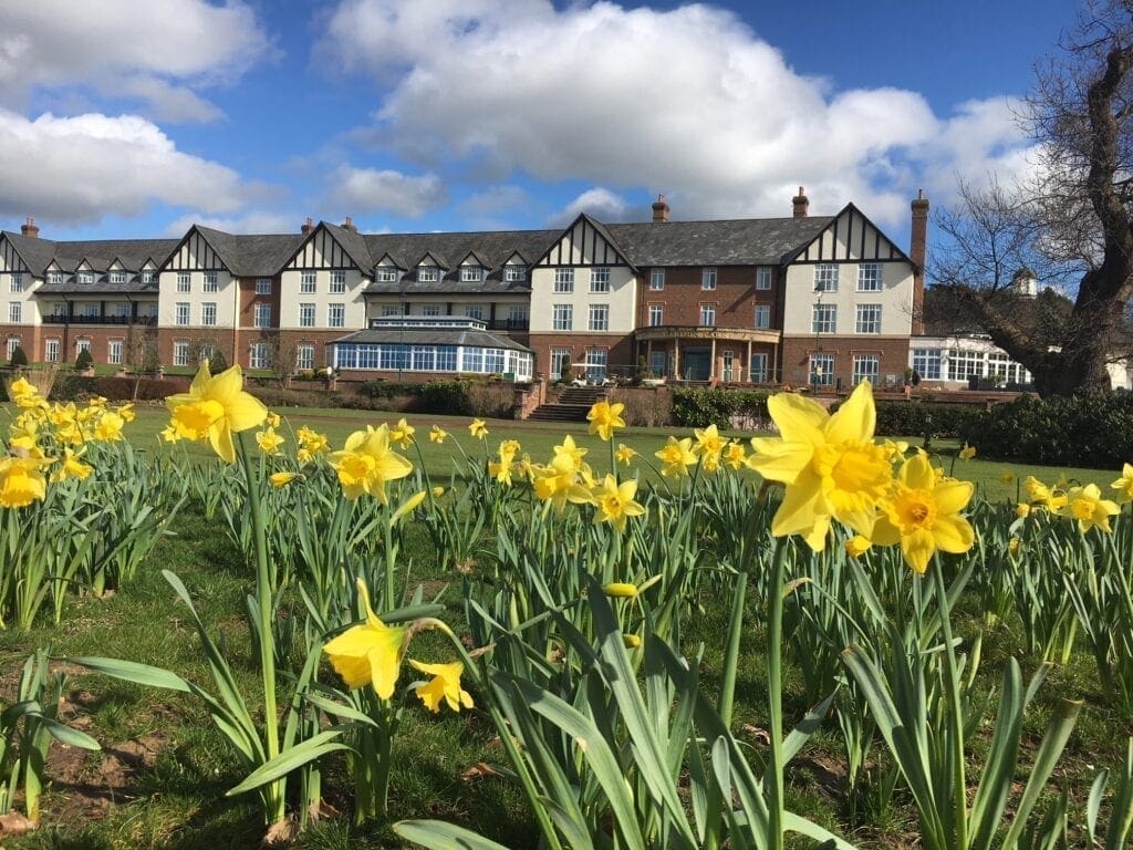 Daffodils outside Carden Park hotel