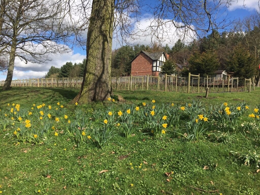 Daffodils in a field 