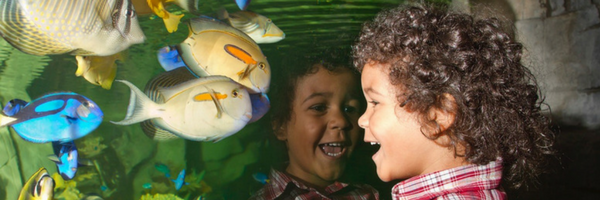 Little boy looking at fish in an aquarium 
