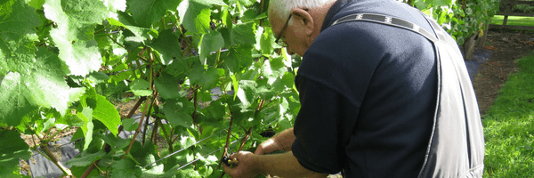 A man collecting grapes in the Vineyard
