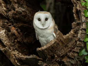 Welcoming Barn Owls to Our Estate