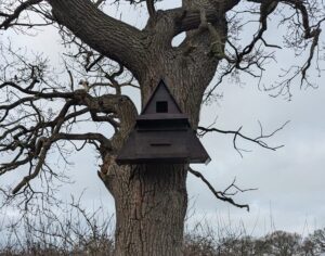 Welcoming Barn Owls to Our Estate